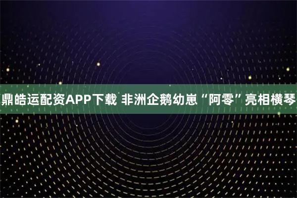 鼎皓运配资APP下载 非洲企鹅幼崽“阿零”亮相横琴